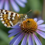 Cómo atraer abejas y mariposas a tu jardín