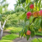 Arboles frutales de jardin: cómo elegir y cuidar las mejores especies para tu espacio exterior