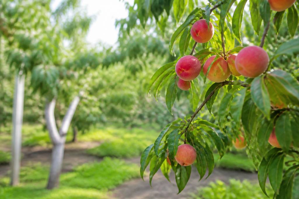 Arboles frutales de jardin: cómo elegir y cuidar las mejores especies para tu espacio exterior