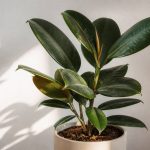 El ficus: cuidados, riego y problemas comunes