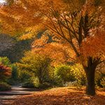 Árboles de otoño: especies, cuidados y colores para el jardín
