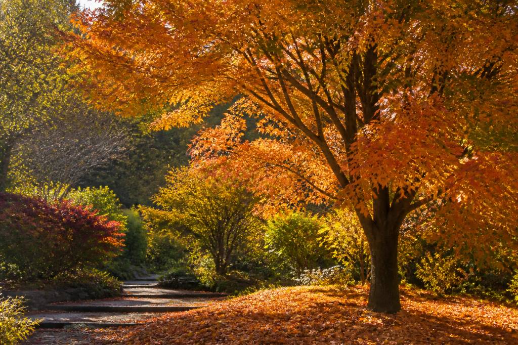 Árboles de otoño: especies, cuidados y colores para el jardín