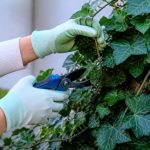 Cuidados hiedra: guía práctica para mantenerla sana y vigorosa