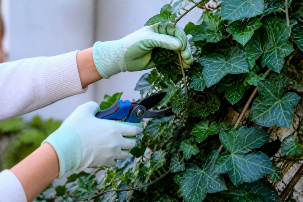 Cuidados hiedra: guía práctica para mantenerla sana y vigorosa